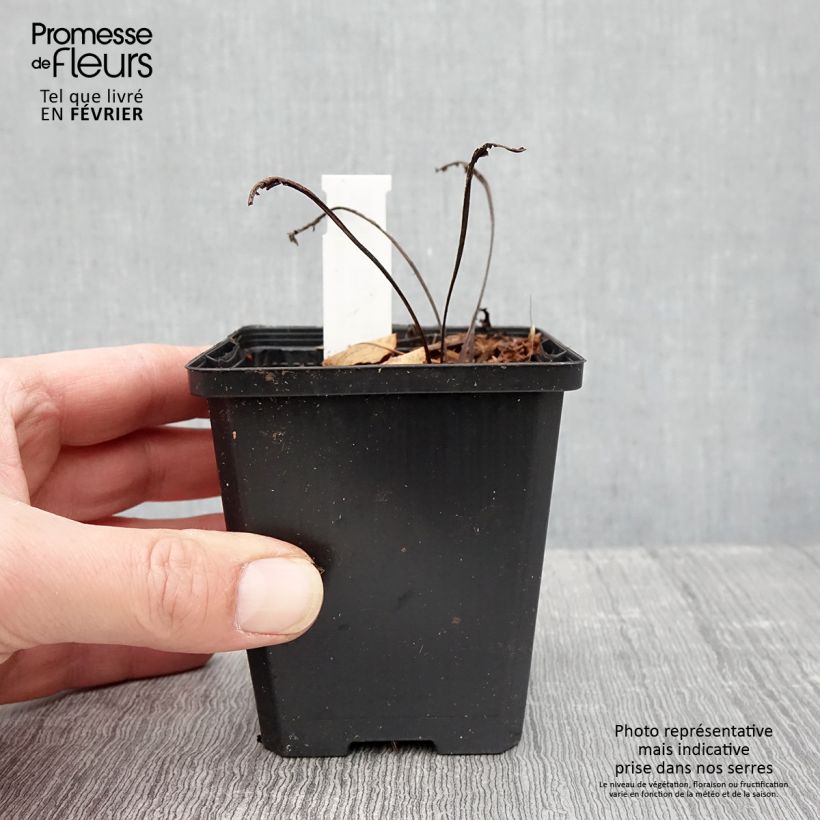 Echinacea purpurea Espinosa Yellow - Purple Coneflower 8/9 cm pot sample as delivered in winter