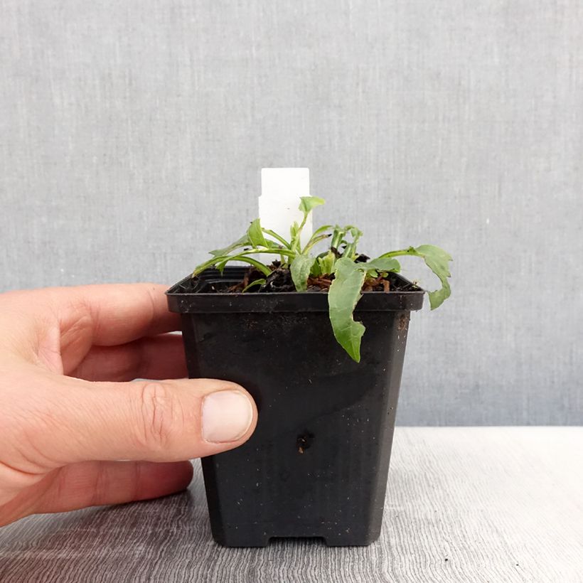 Echinacea purpurea Espinosa Yellow - Purple Coneflower 8/9 cm pot sample as delivered in spring