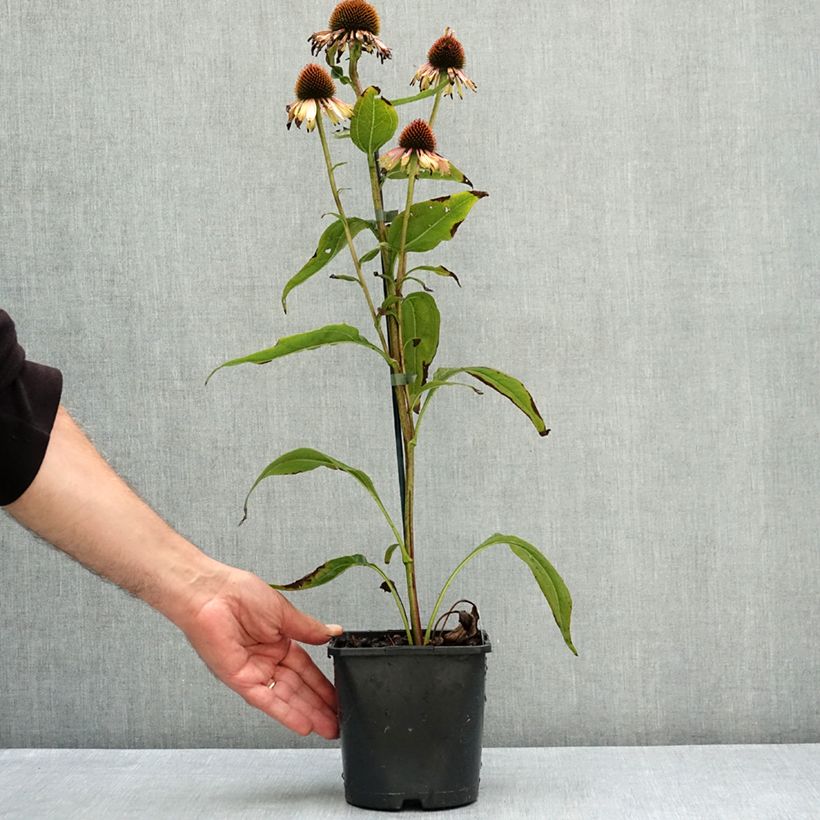 Echinacea Funky Yellow - Purple Coneflower 2L/3L pot sample as delivered in summer
