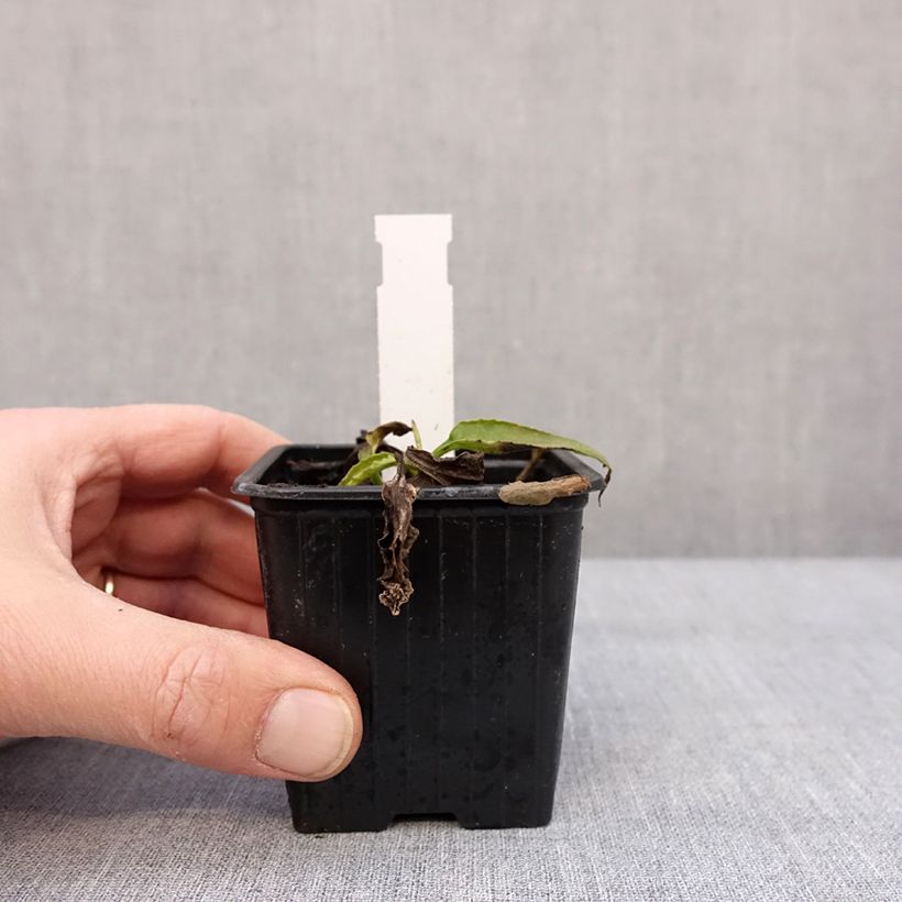 Echinacea purpurea Mellow Yellow 8/9 cm pot sample as delivered in winter