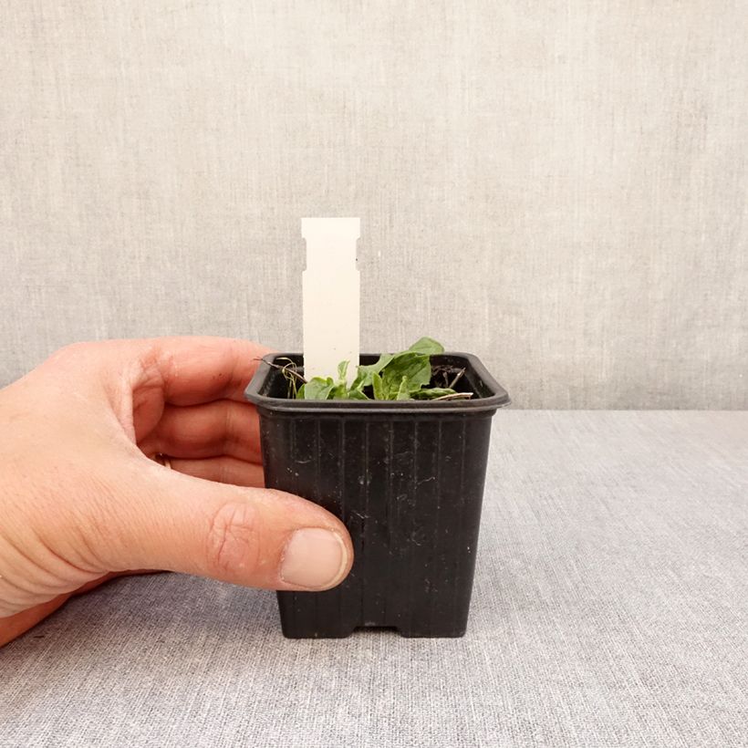 Echinacea purpurea Mellow Yellow 8/9 cm pot sample as delivered in spring