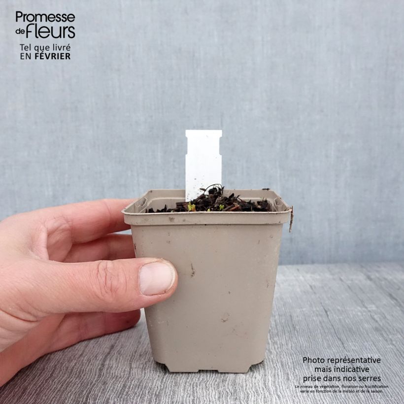 Echinacea purpurea Milkshake - Purple Coneflower 8/9 cm pot sample as delivered in winter
