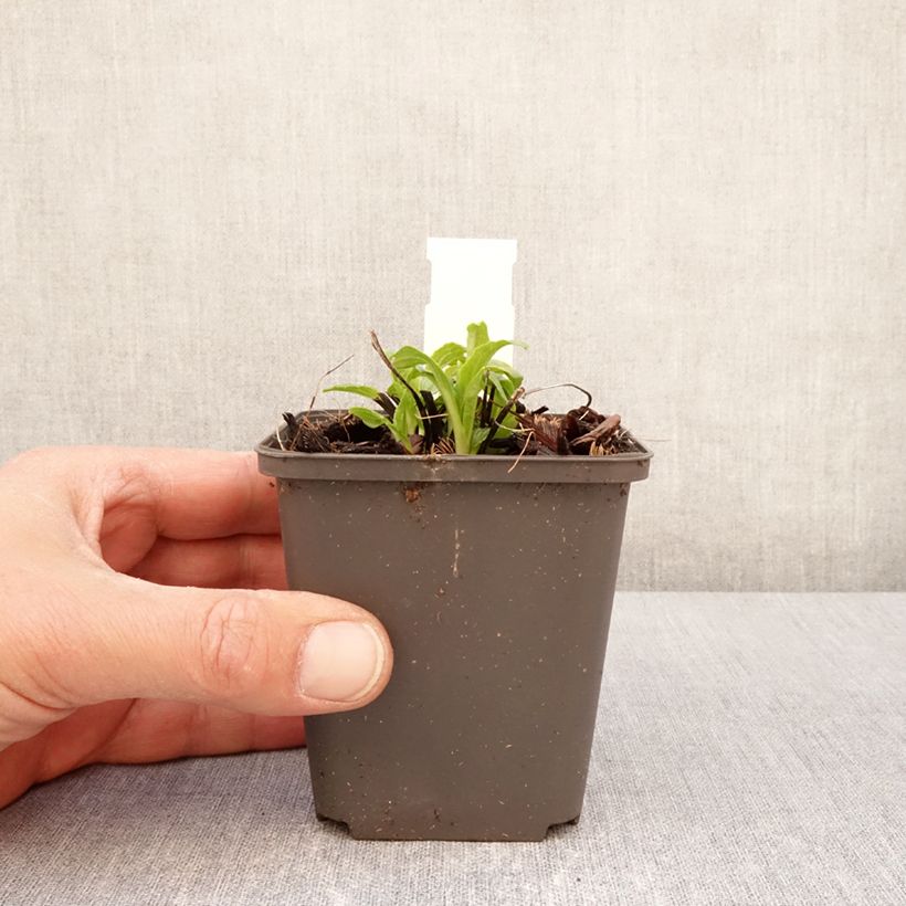 Echinacea purpurea Milkshake - Purple Coneflower 8/9 cm pot sample as delivered in spring