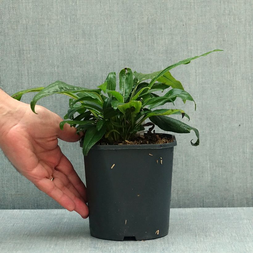 Echinacea Strawberry and Cream - Purple Coneflower 2L/3L pot sample as delivered in autumn