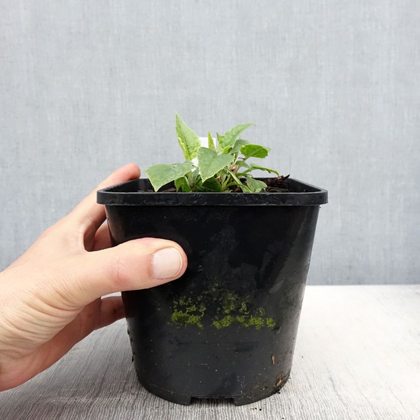 Echinacea purpurea Virgin - Purple Coneflower 2L/3L pot sample as delivered in spring