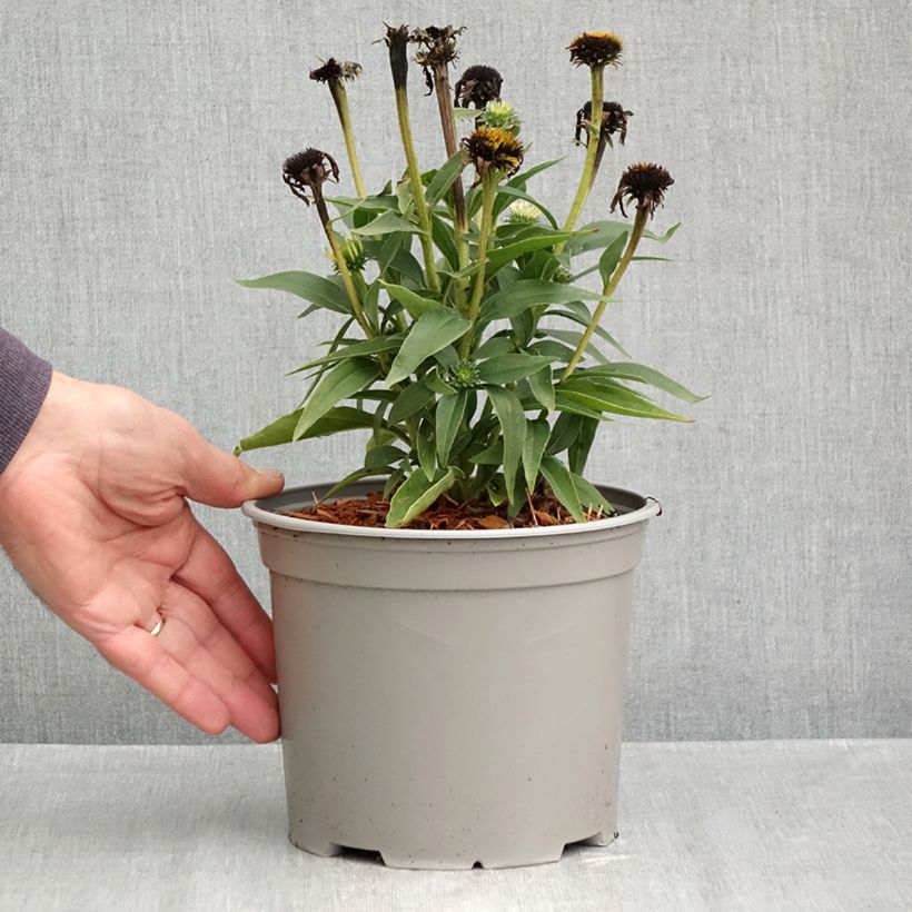 Echinacea Meditation white - Purple Coneflower 3L/4L pot sample as delivered in autumn