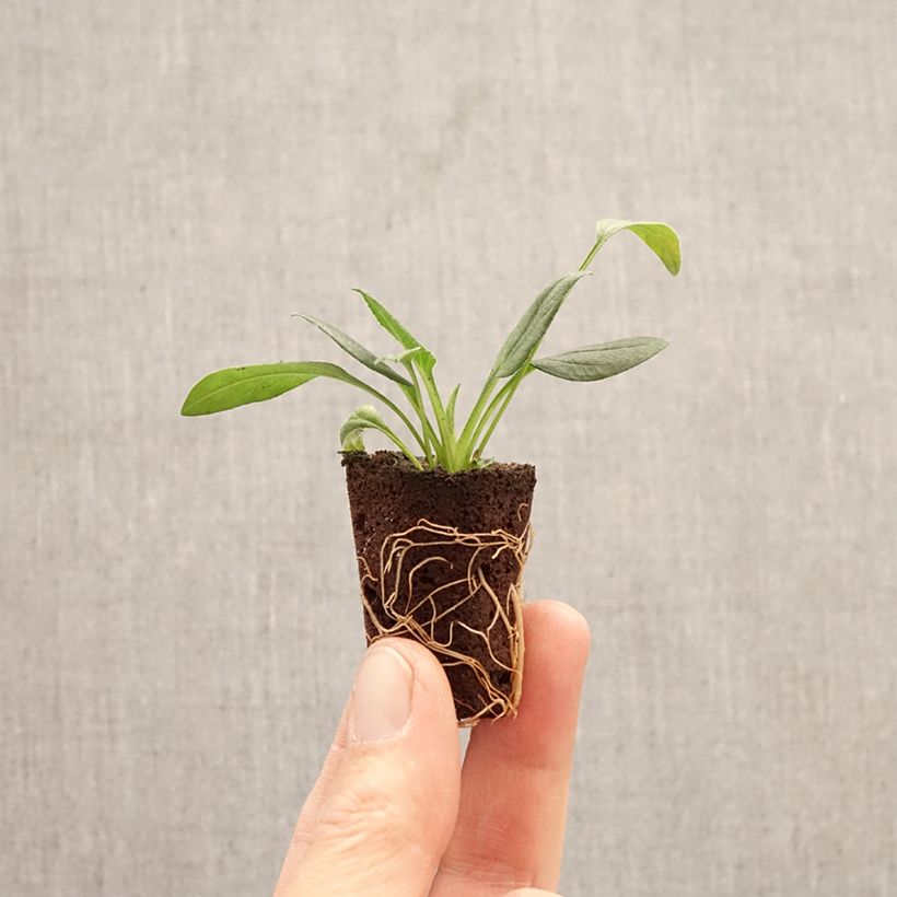 Echinacea SunMagic Vintage White - Purple coneflower Plug plant 3/4cm sample as delivered in spring