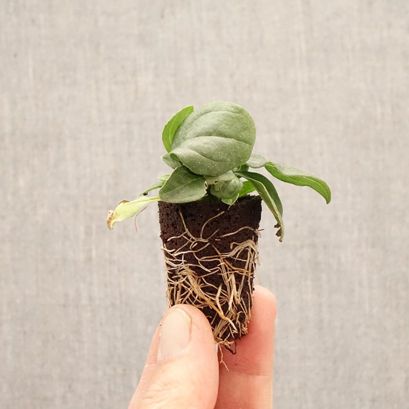 Echinacea purpurea Sun Magic Vintage Yellow - Purple Coneflower Plug plant 3/4cm sample as delivered in spring