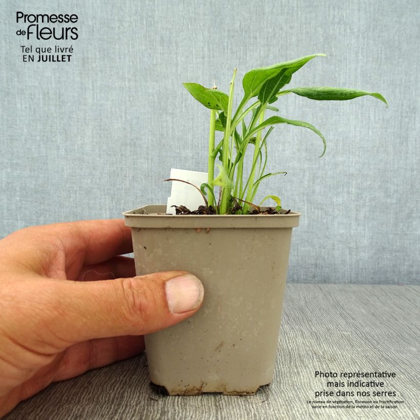 Echinacea Sunny Days Lemon - Purple Coneflower 8/9 cm pot sample as delivered in summer