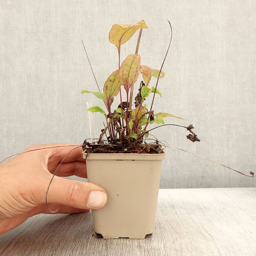 Echinacea Sunny Meadow Mama - Purple Coneflower 8/9 cm pot sample as delivered in autumn