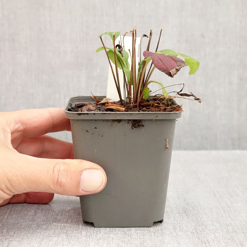 Echinacea Sunny Meadow Mama - Purple Coneflower 8/9 cm pot sample as delivered in autumn