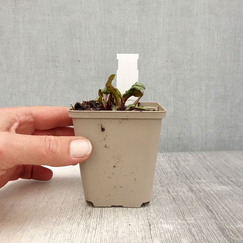 Echinacea Sunny Meadow Mama - Purple Coneflower 8/9 cm pot sample as delivered in spring