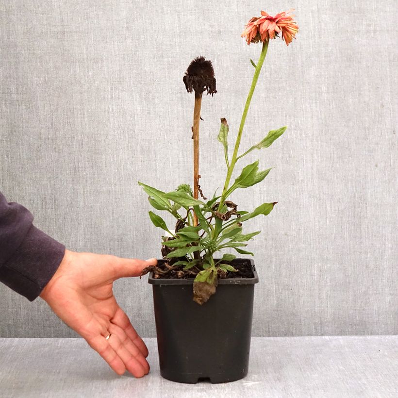 Echinacea purpurea SunSeekers Rainbow - Purple coneflower 1.5L/2L pot sample as delivered in autumn