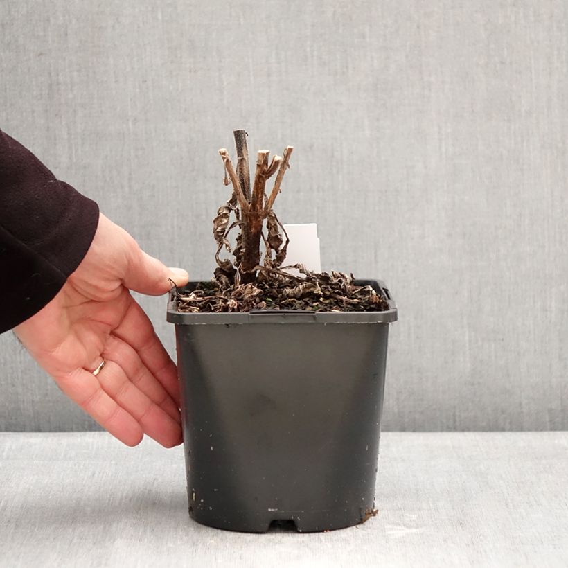 Echinacea purpurea SunSeekers Rainbow - Purple coneflower 1.5L/2L pot sample as delivered in winter