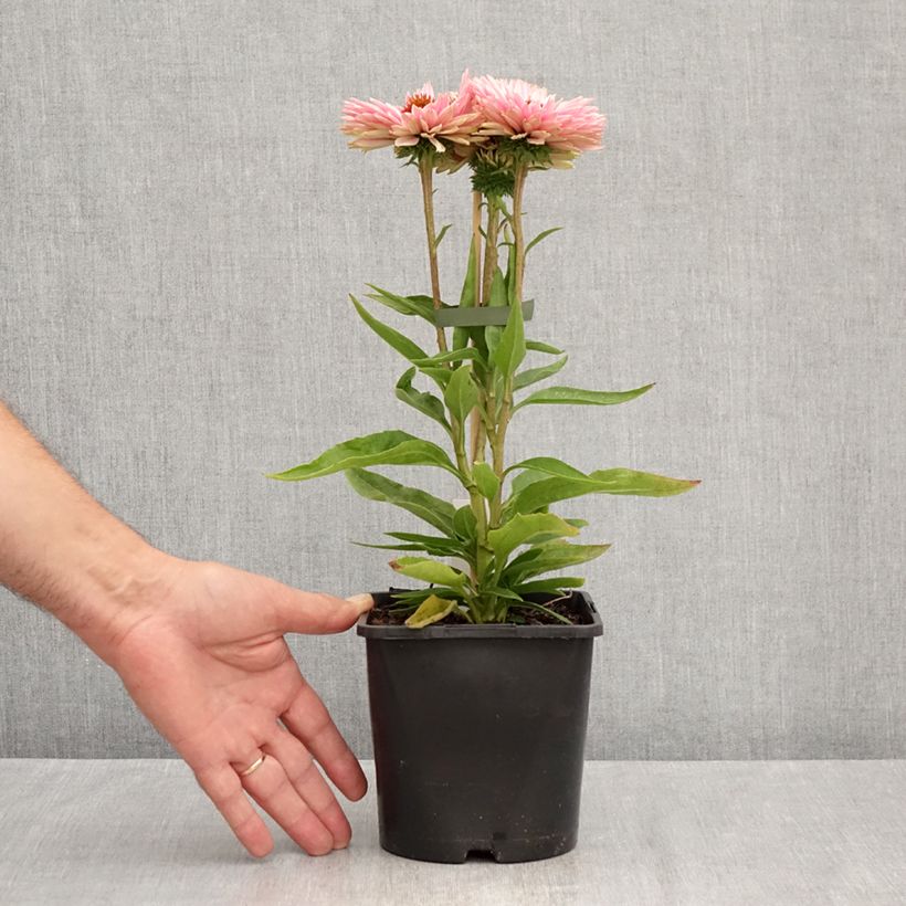 Echinacea SunSeekers Salmon - Purple Coneflower 2L/3L pot sample as delivered in summer