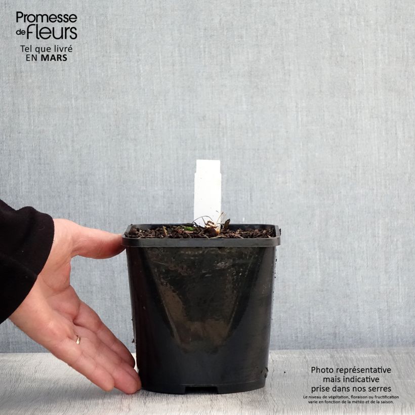 Echinacea SunSeekers Salmon - Purple Coneflower 2L/3L pot sample as delivered in spring