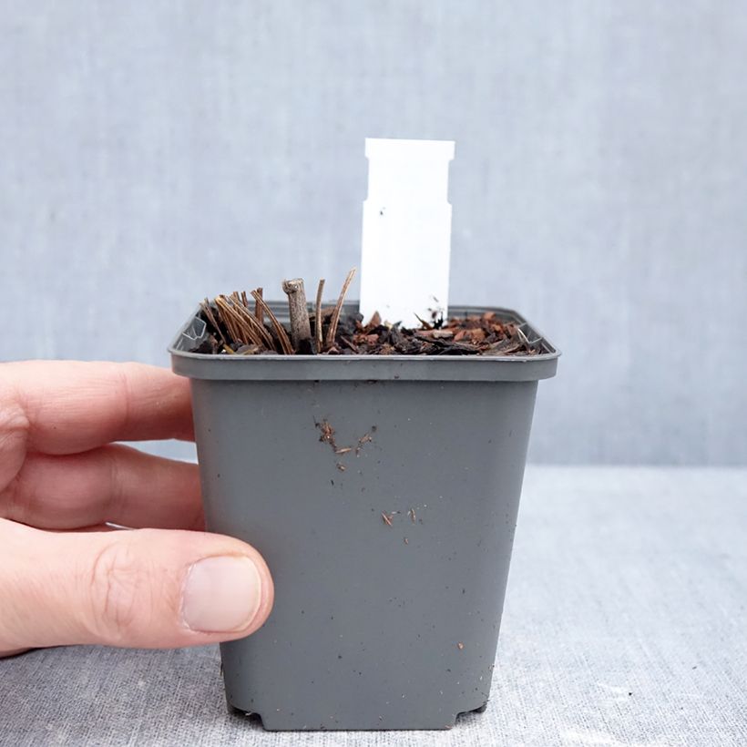 Echinacea SunSeekers Sweet Fuchsia - Purple coneflower 8/9 cm pot sample as delivered in winter