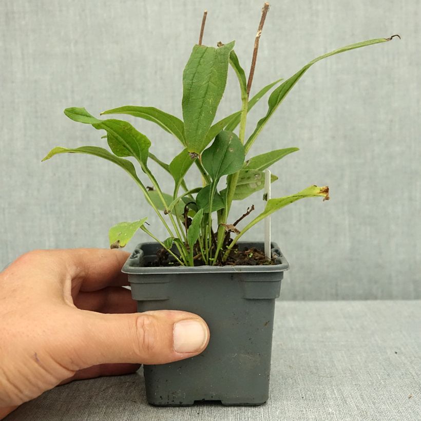 Echinacea SunSeekers White Perfection - Purple Coneflower 8/9 cm pot sample as delivered in summer