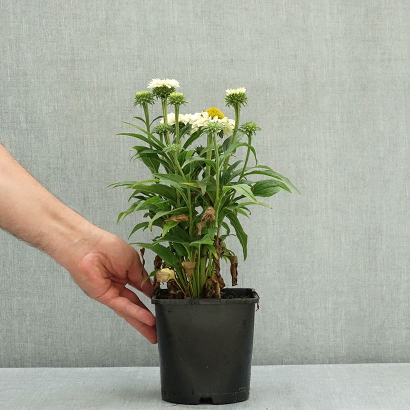 Echinacea SunSeekers White Perfection - Purple Coneflower 2L/3L pot sample as delivered in summer