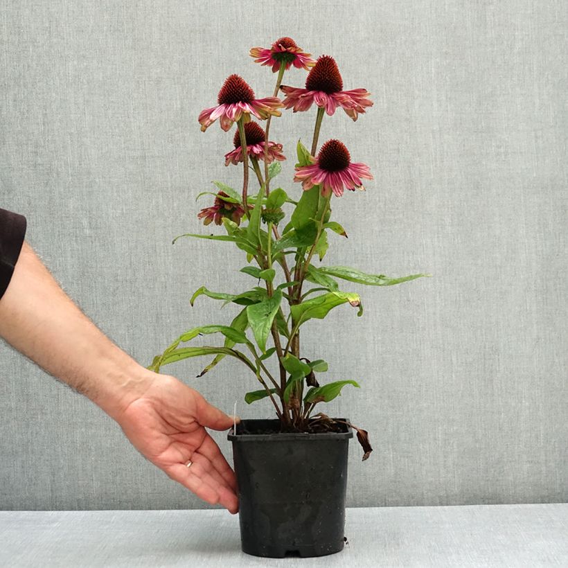 Echinacea Sweet Sandia - Purple Coneflower 2L/3L pot sample as delivered in summer