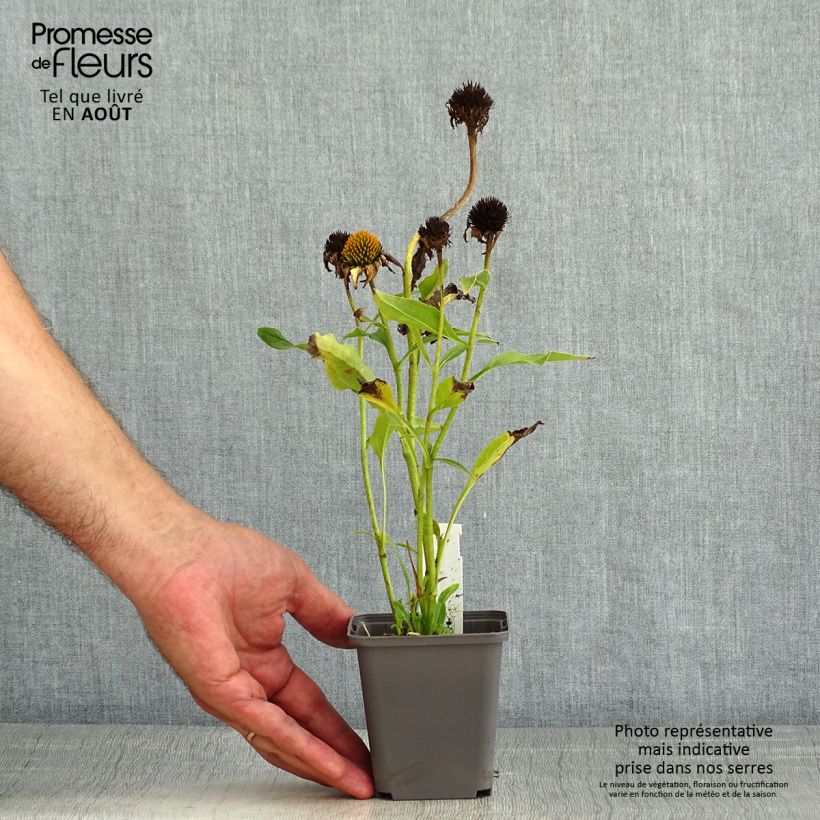 Echinacea purpurea Tweety - Purple Coneflower 8/9 cm pot sample as delivered in summer