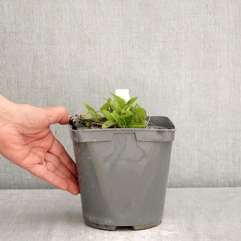 Echinacea Sombrero Baja Burgundy - Purple Coneflower 2L/3L pot sample as delivered in spring