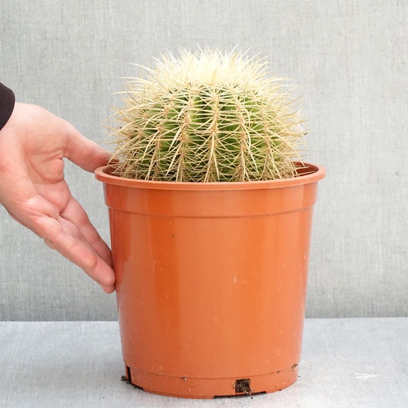 Echinocactus grusonii var. albispinus - Golden barrel cactus 4L/5L pot sample as delivered in autumn