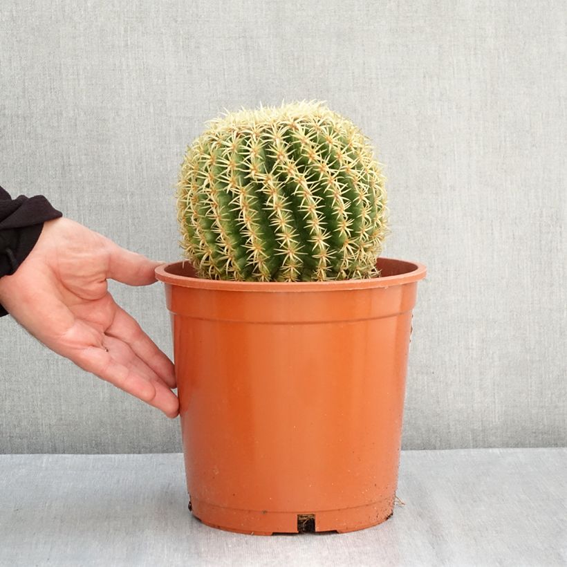 Echinocactus grusonii var. brevispinus - Golden barrel cactus 4L/5L pot sample as delivered in autumn