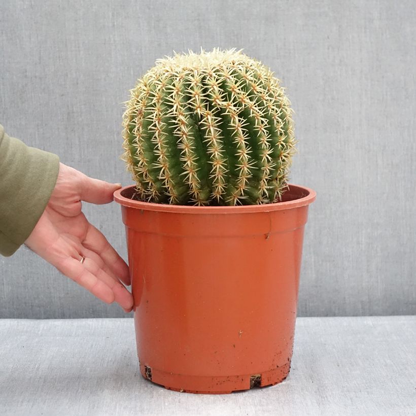 Echinocactus grusonii var. brevispinus - Golden barrel cactus 4L/5L pot sample as delivered in winter
