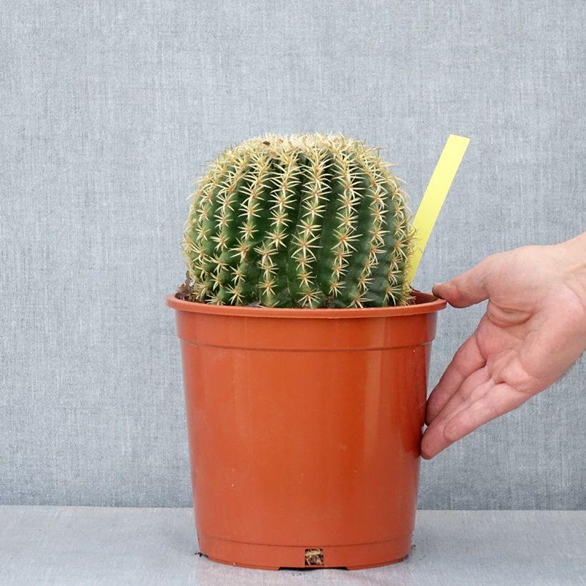 Echinocactus grusonii var. brevispinus - Golden barrel cactus 4L/5L pot sample as delivered in summer
