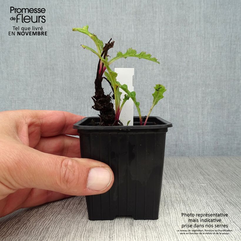 Echinops bannaticus Blue Globe 8/9 cm pot sample as delivered in autumn