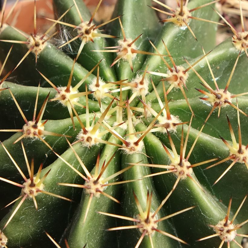 Echinopsis multiplex - Easter lily cactus (Foliage)