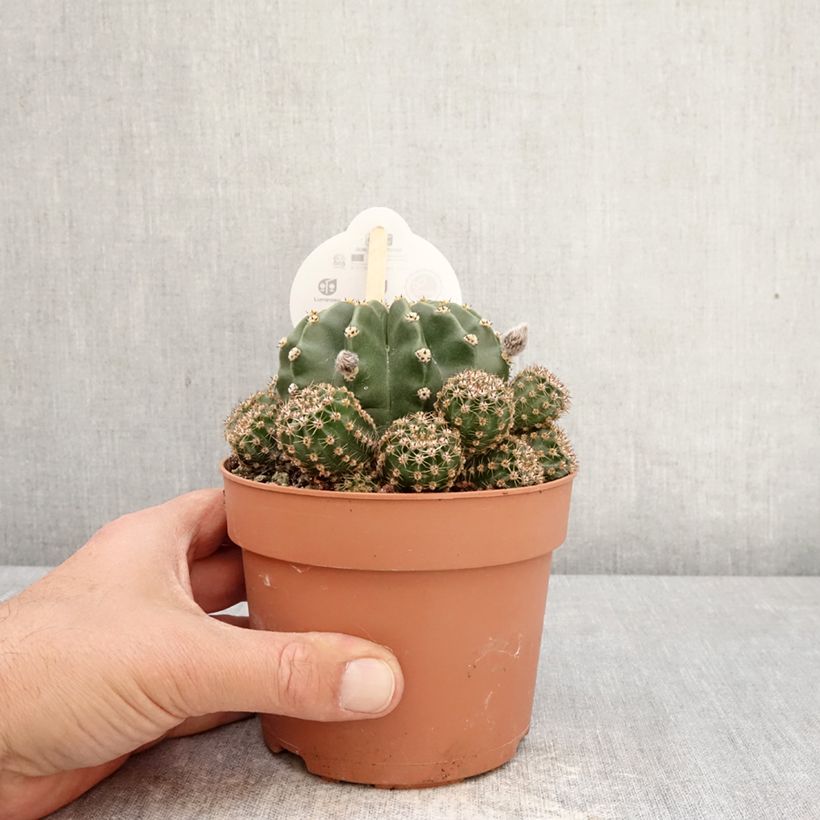Echinopsis multiplex - Easter lily cactus 1L/1.5L pot sample as delivered in spring