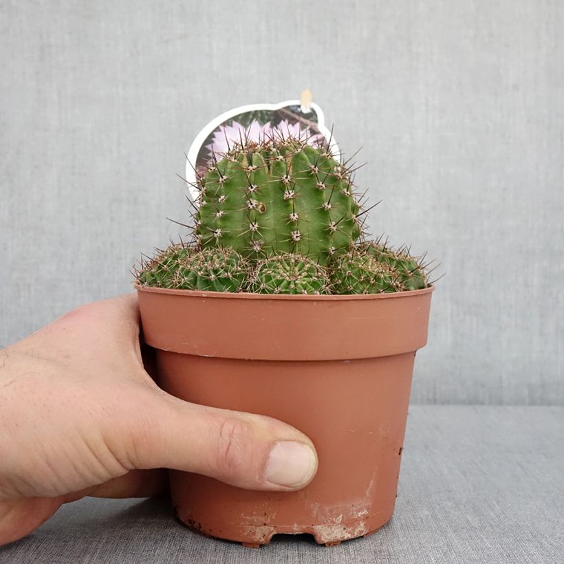 Echinopsis multiplex - Easter lily cactus 1L/1.5L pot sample as delivered in winter