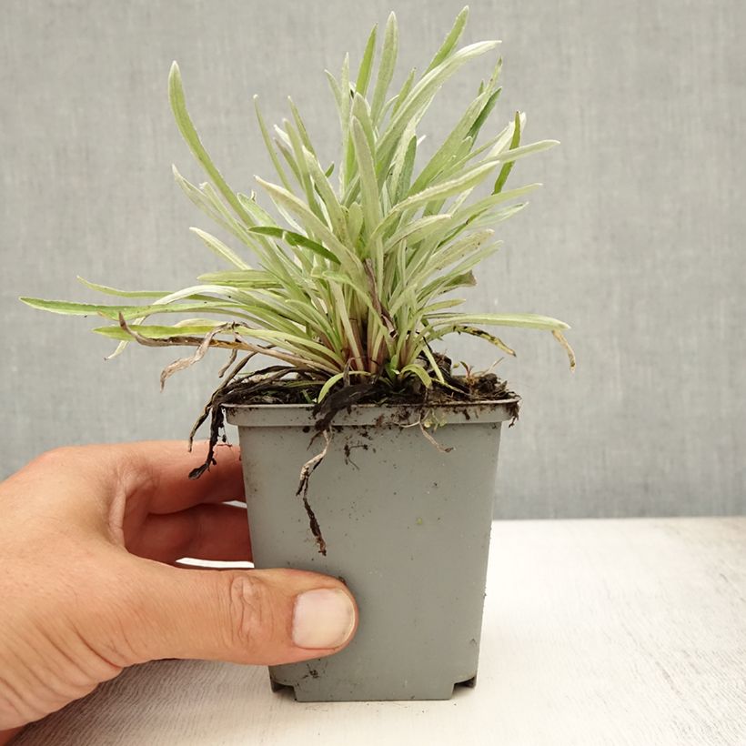 Leontopodium alpinum - Edelweiss 8/9 cm pot sample as delivered in summer