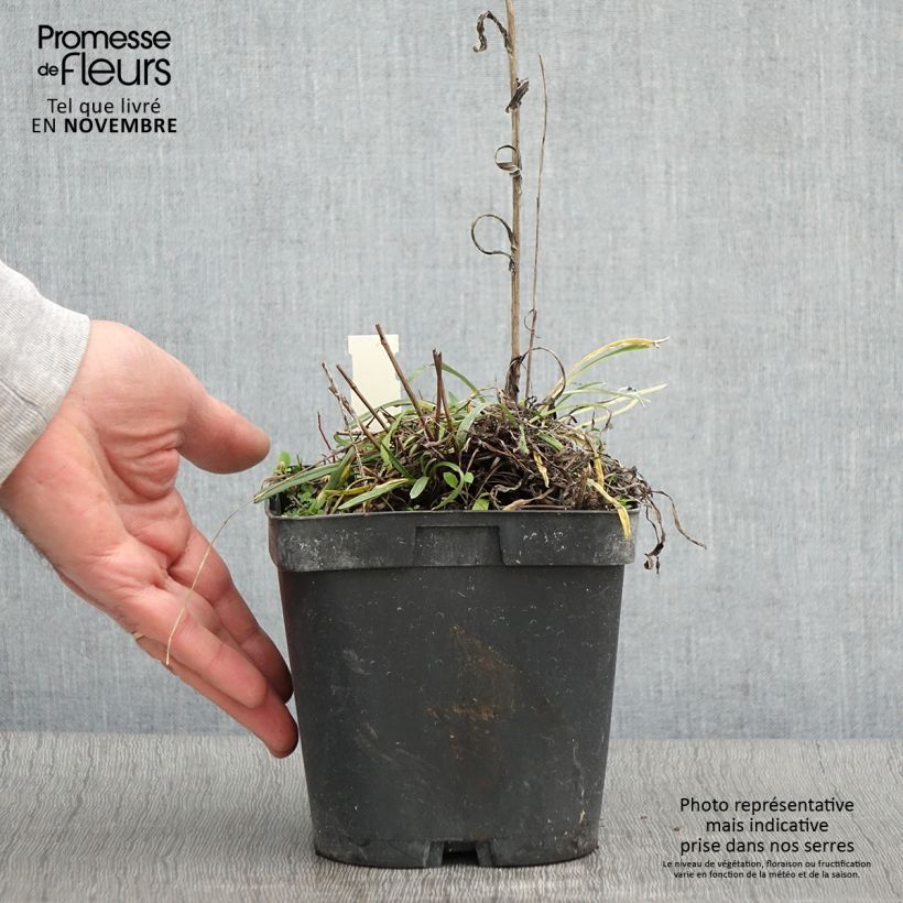 Leontopodium alpinum - Edelweiss 2L/3L pot sample as delivered in autumn
