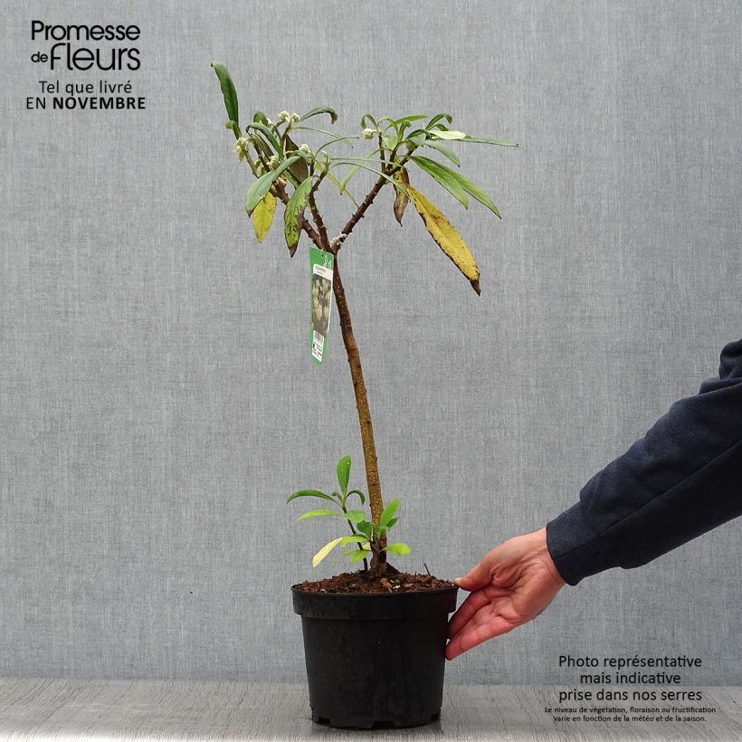 Edgeworthia chrysantha - Paperbush 3L/4L pot sample as delivered in autumn