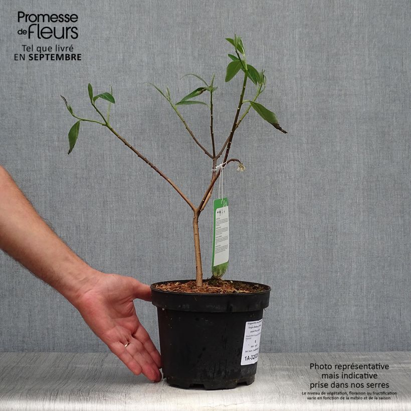 Edgeworthia chrysantha Red Dragon Akebono - Paperbush 3L/4L pot sample as delivered in autumn