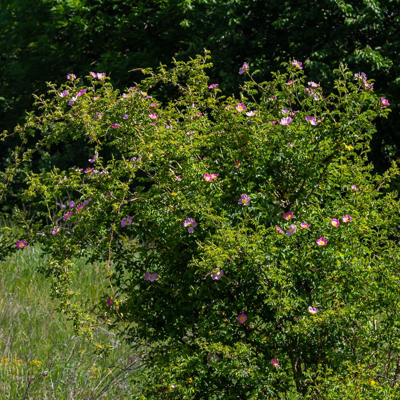Rosa canina (Plant habit)