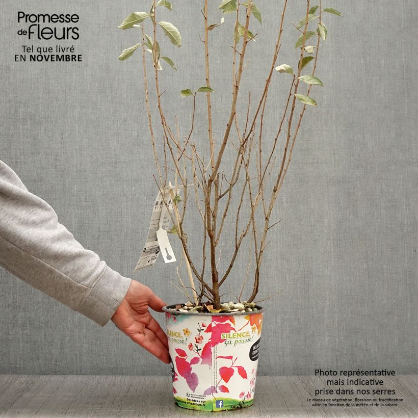 Elaeagnus commutata Zempin - Silverberry 4L/5L pot sample as delivered in autumn