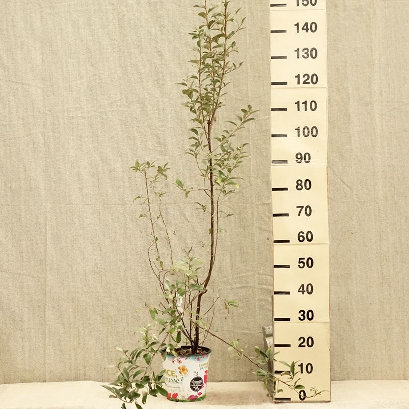 Elaeagnus commutata Zempin - Silverberry 4L/5L pot sample as delivered in summer