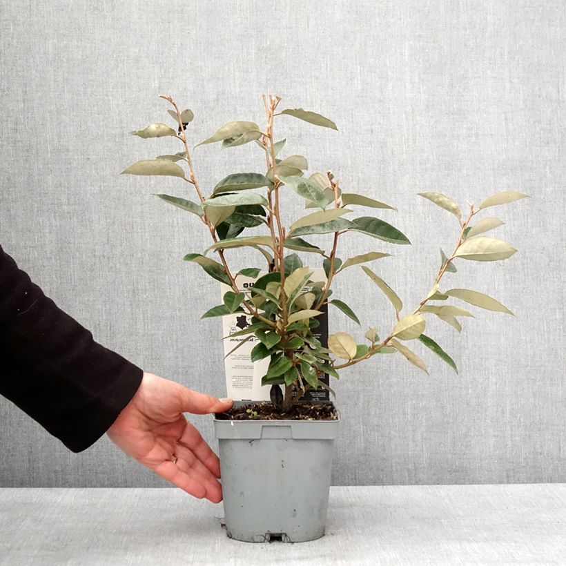 Elaeagnus ebbingei - Oleaster Silverberry 2L/3L pot sample as delivered in winter