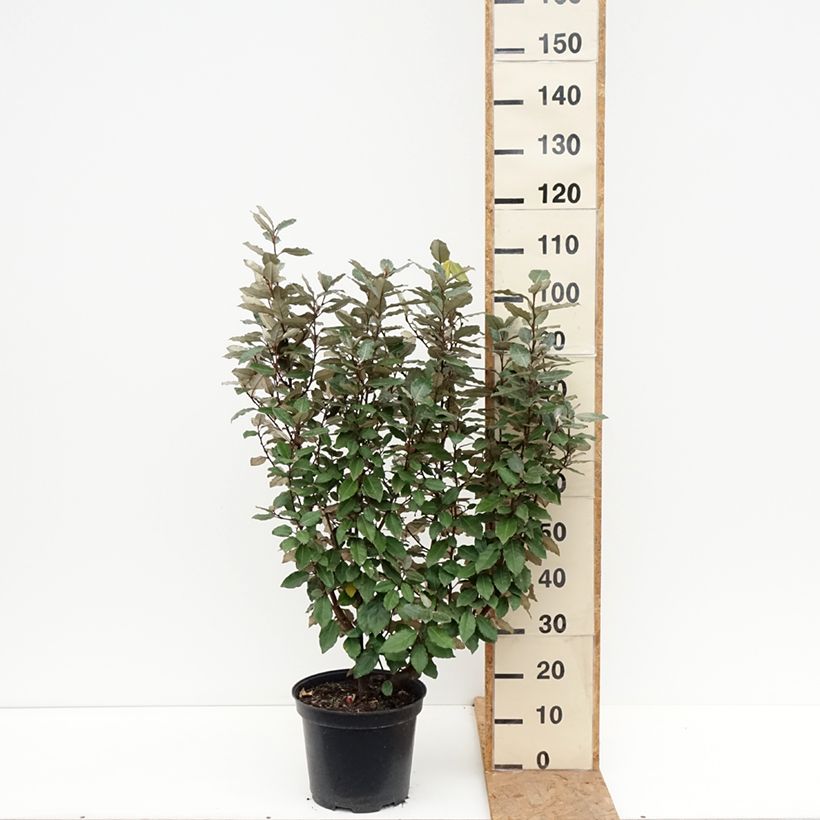 Elaeagnus ebbingei Compacta - Oleaster 7.5L/10L pot sample as delivered in autumn