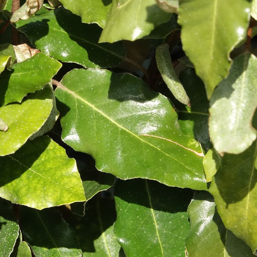Elaeagnus submacrophylla Crispy® - Ebbinge's silverberry (Foliage)