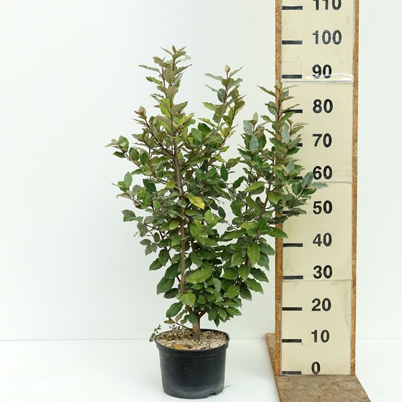 Elaeagnus submacrophylla Crispy® - Ebbinge's silverberry 4L/5L pot sample as delivered in summer
