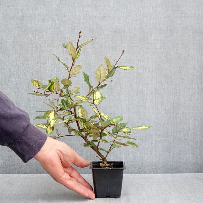 Elaeagnus pungens Variegata 8/9 cm pot sample as delivered in autumn