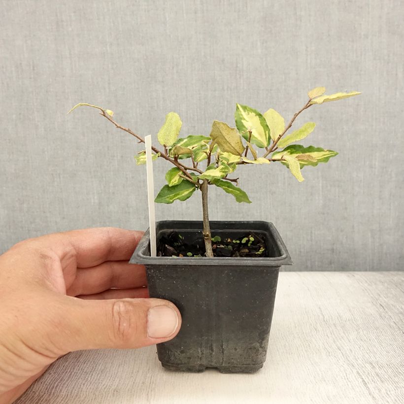 Elaeagnus pungens Variegata 8/9 cm pot sample as delivered in summer