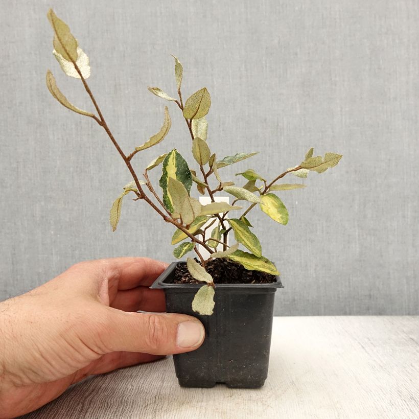 Elaeagnus pungens Variegata 8/9 cm pot sample as delivered in spring