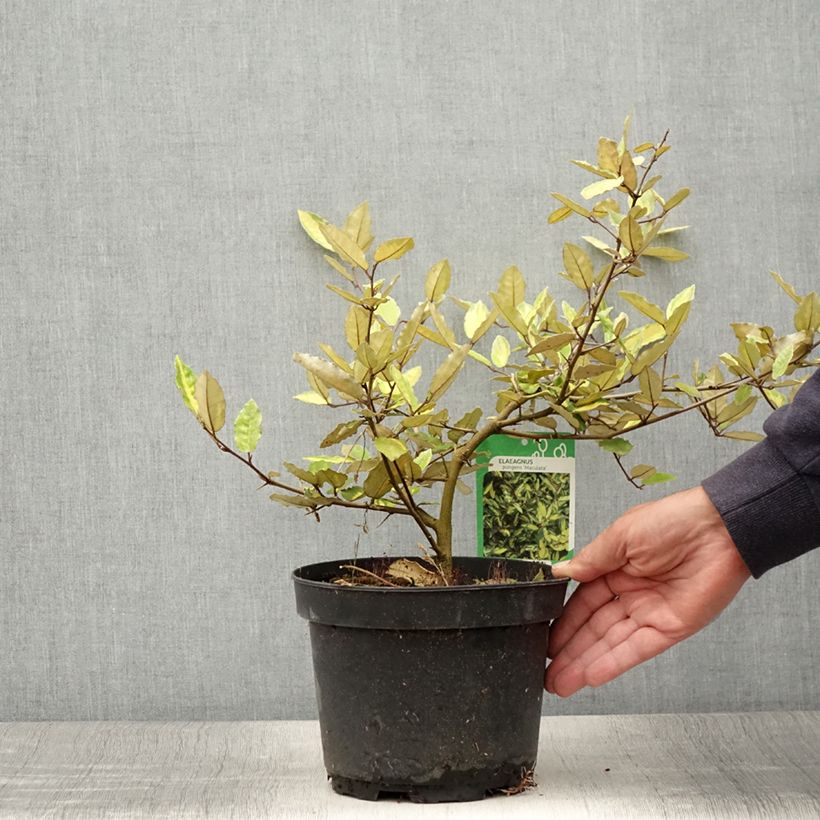 Elaeagnus pungens Variegata 2L/3L pot sample as delivered in summer