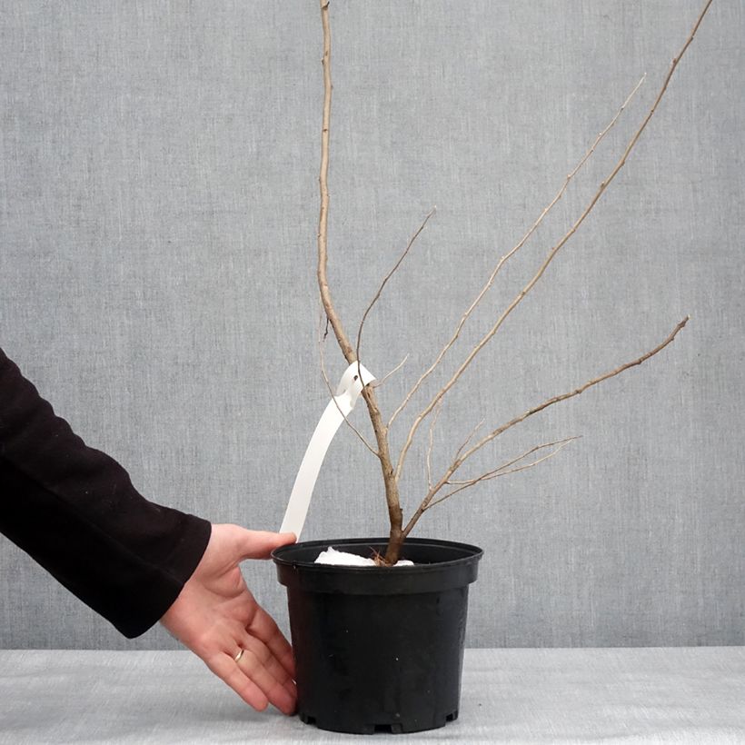 Elaeagnus umbellata Pointilla Amoroso 2L/3L pot sample as delivered in winter